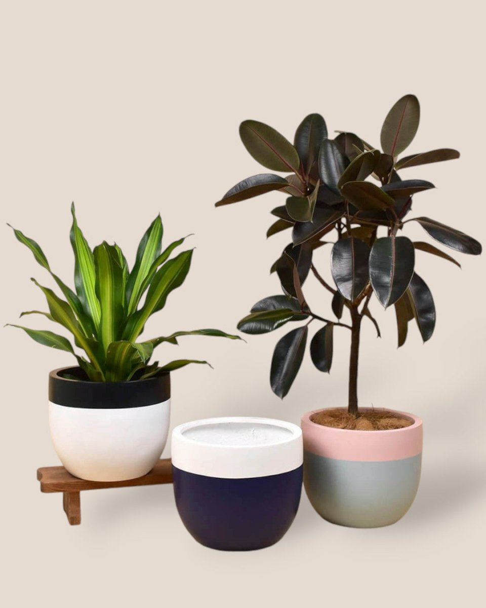 Large Resin Planters - white/black - Pots - Tumbleweed Plants - Online Plant Delivery Singapore