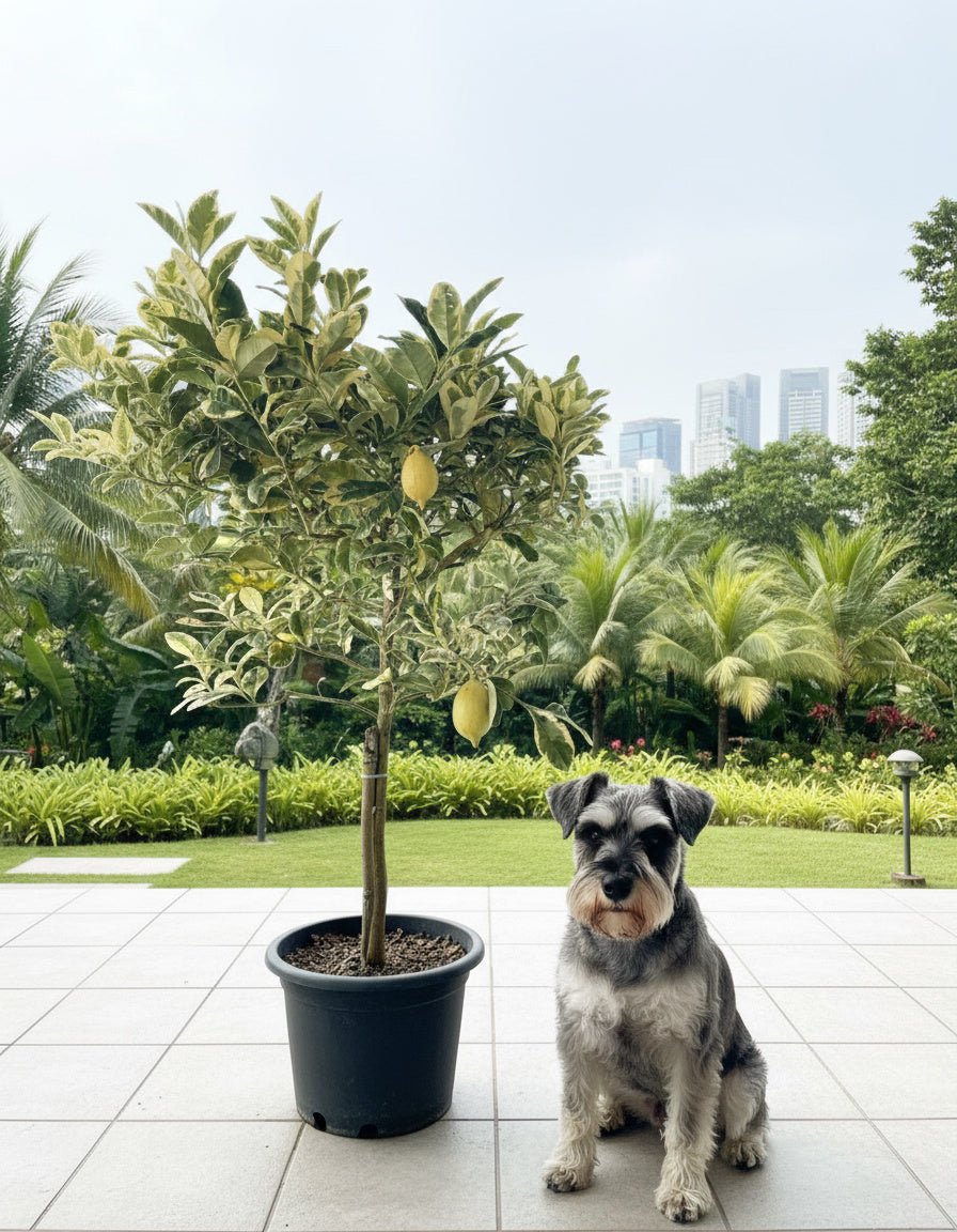 Large Variegated Lemon Tree (1.3 - 1.5m) - Potted plant - POTT - VARI - RCK - 6264 - Tumbleweed Plants - Online Plant Delivery Singapore