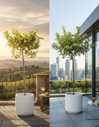 Large Variegated Lemon Tree (1.3 - 1.5m) - Potted plant - POTT - VARI - RCK - 6264 - Tumbleweed Plants - Online Plant Delivery Singapore