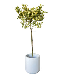 Large Variegated Lemon Tree (1.5 - 1.8m) - grow pot - Potted plant - Tumbleweed Plants - Online Plant Delivery Singapore