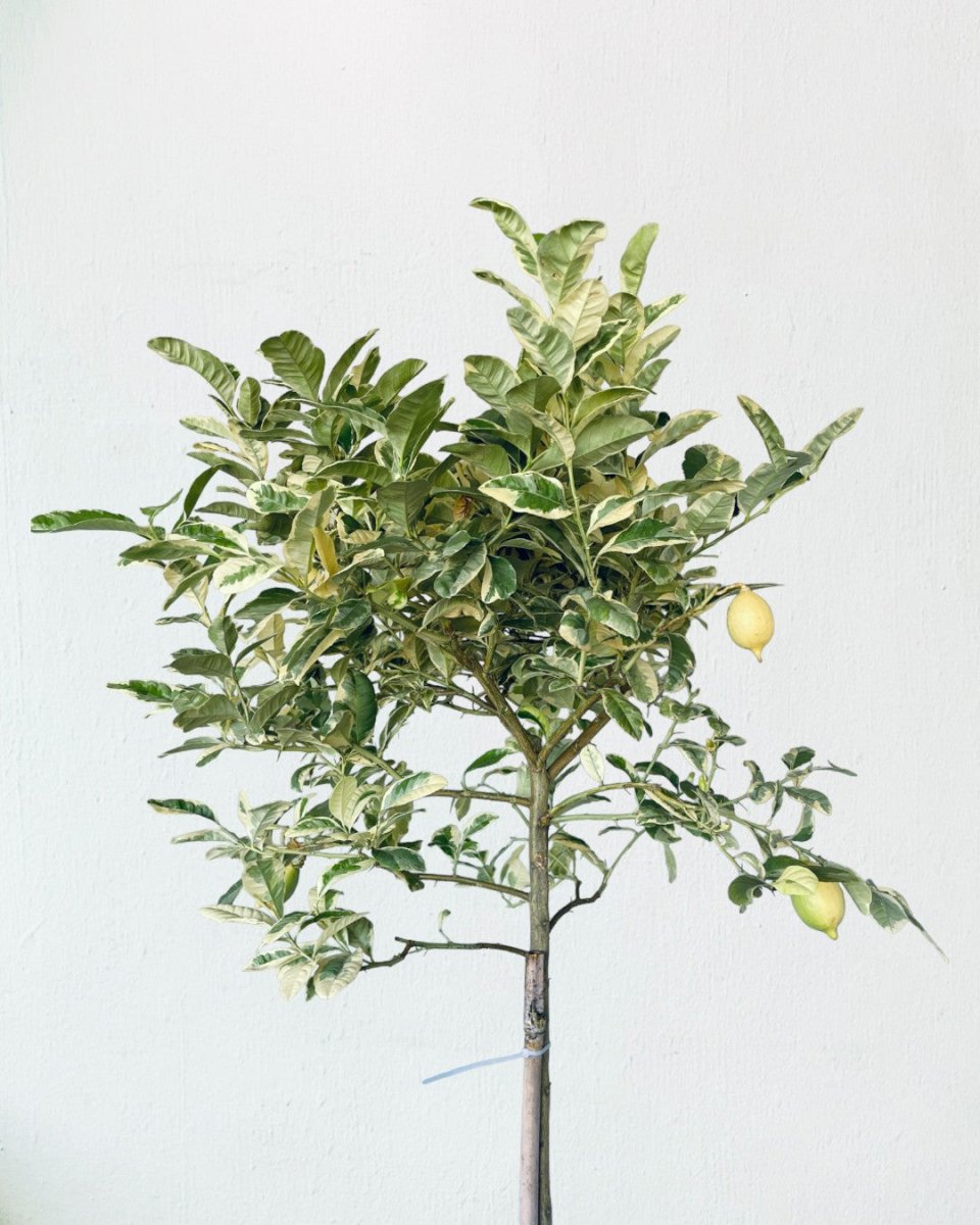 Large Variegated Lemon Tree (1.5 - 1.8m) - grow pot - Potted plant - Tumbleweed Plants - Online Plant Delivery Singapore