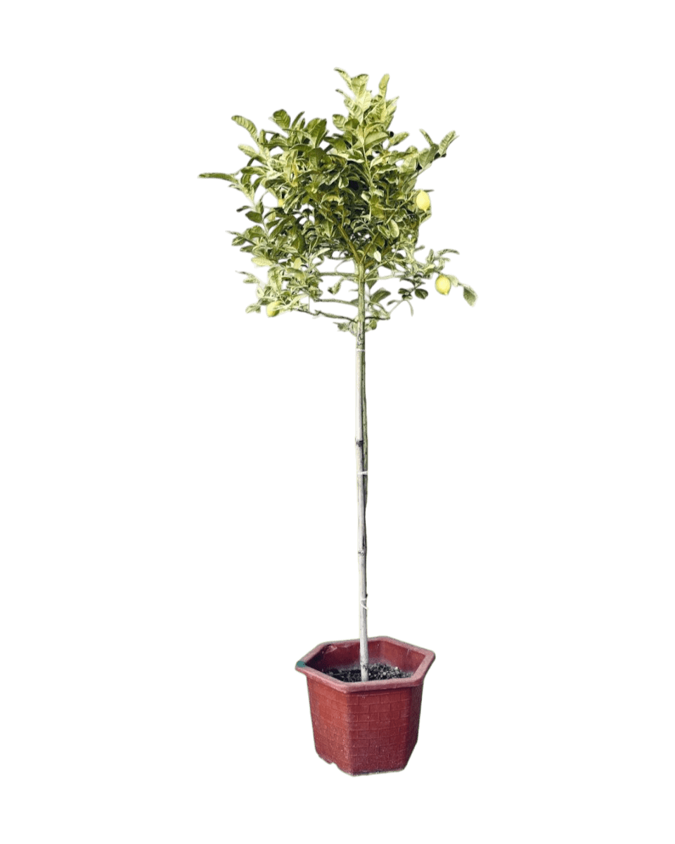 Grow Pot