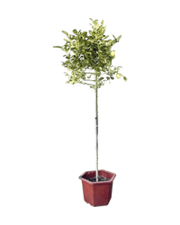 Large Variegated Lemon Tree (1.5 - 1.8m) - grow pot - Potted plant - Tumbleweed Plants - Online Plant Delivery Singapore