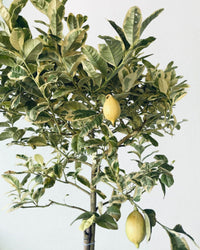 Large Variegated Lemon Tree (1.5 - 1.8m) - grow pot - Potted plant - Tumbleweed Plants - Online Plant Delivery Singapore