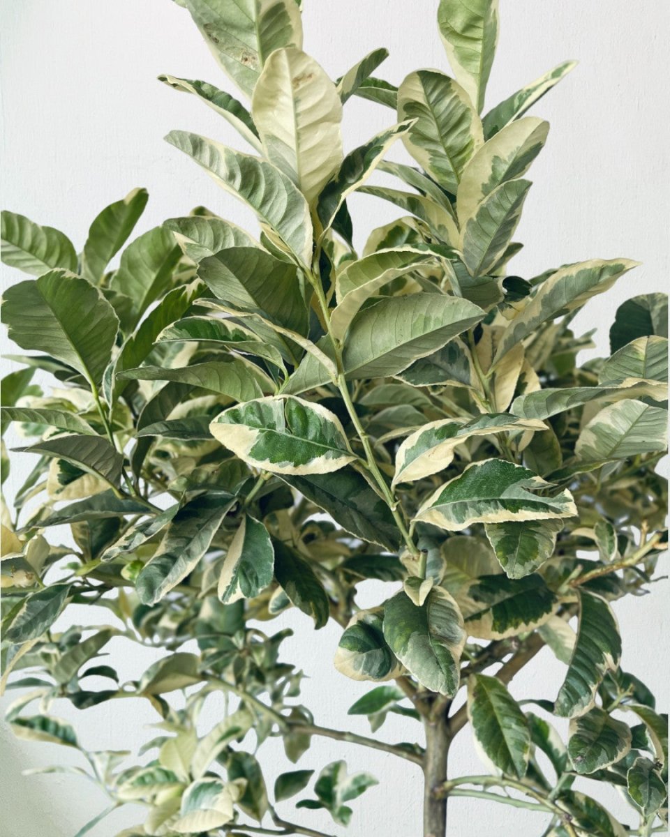 Large Variegated Lemon Tree (1.5 - 1.8m) - grow pot - Potted plant - Tumbleweed Plants - Online Plant Delivery Singapore