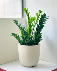 Large Zeni Planter - off - white - Pot - Tumbleweed Plants - Online Plant Delivery Singapore