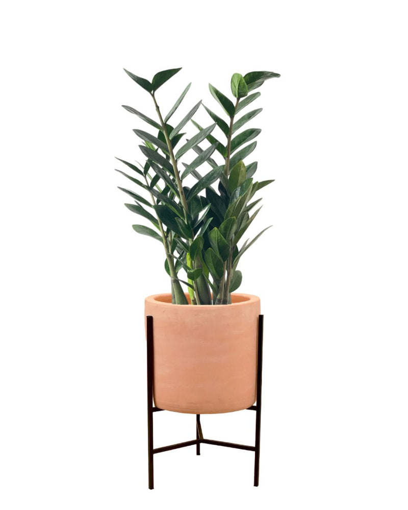 Large ZZ Plant - grow pot - Potted plant - Tumbleweed Plants - Online Plant Delivery Singapore