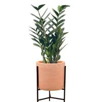 ZZ Plant - Large