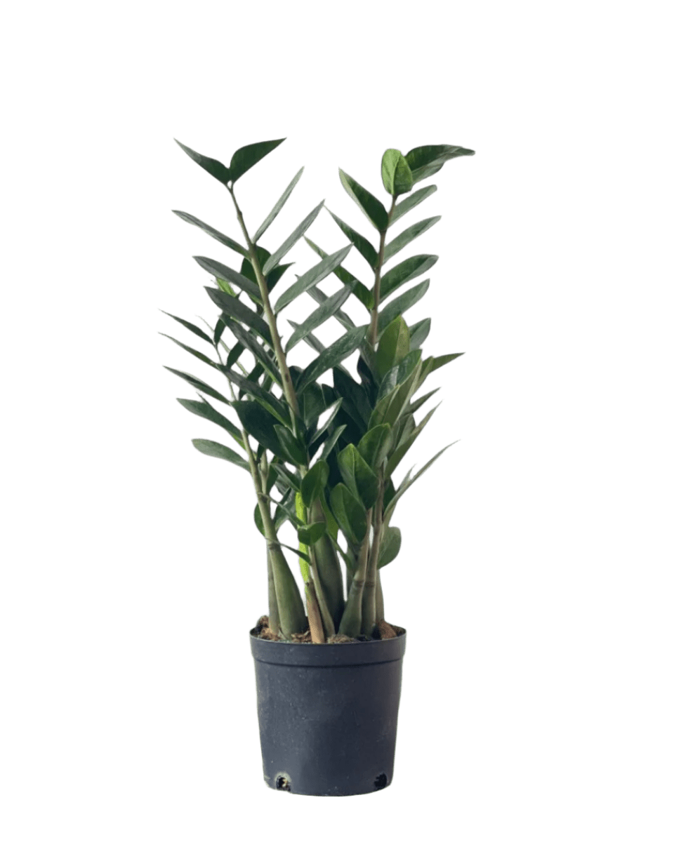 Large ZZ Plant - Potted plant - POTT - LARG - GRW - 5715 - Tumbleweed Plants - Online Plant Delivery Singapore