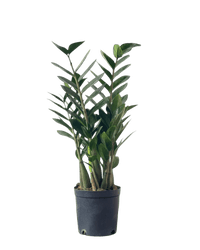 Large ZZ Plant - Potted plant - POTT - LARG - GRW - 5715 - Tumbleweed Plants - Online Plant Delivery Singapore