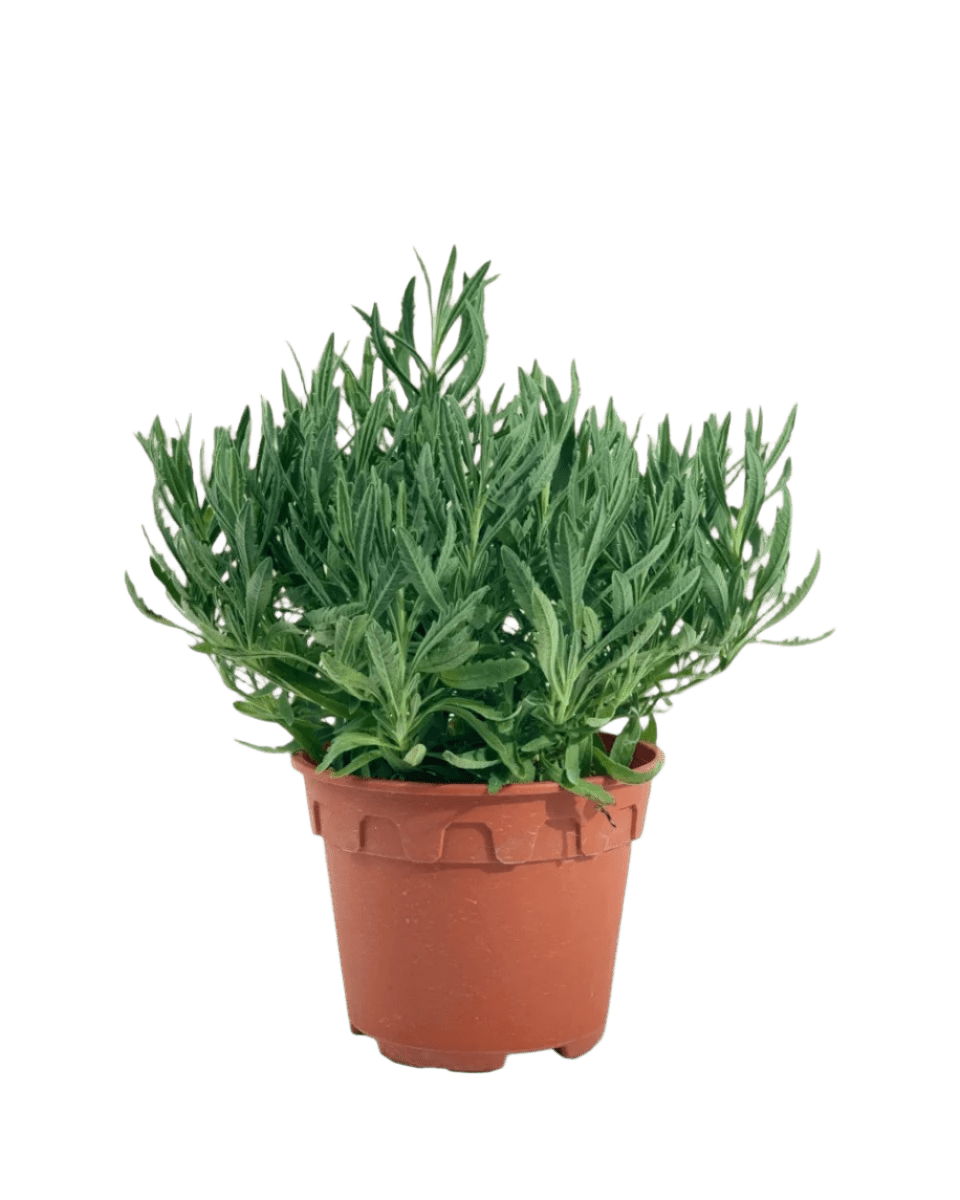 Lavender - Potted plant - POTT - LAVE - GRW - 5190 - Tumbleweed Plants - Online Plant Delivery Singapore