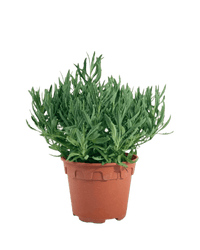 Lavender - Potted plant - POTT - LAVE - GRW - 5190 - Tumbleweed Plants - Online Plant Delivery Singapore