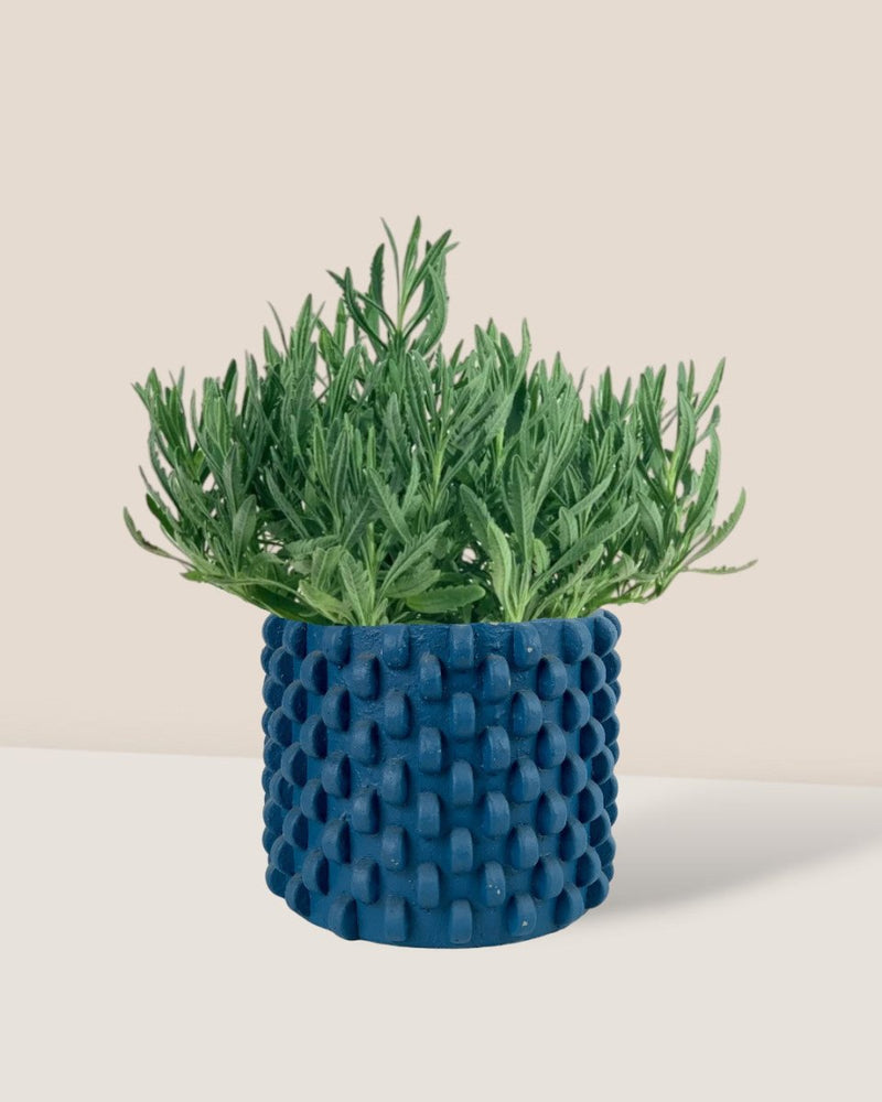Lavender - grow pot - Potted plant - Tumbleweed Plants - Online Plant Delivery Singapore