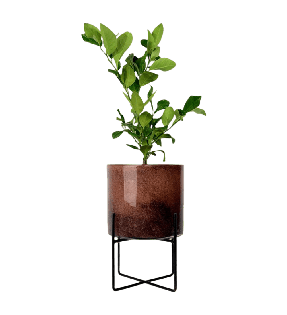 Lemon Tree (0.4m) - Potted plant - POTT - LEMO - GLS - 3577 - Tumbleweed Plants - Online Plant Delivery Singapore