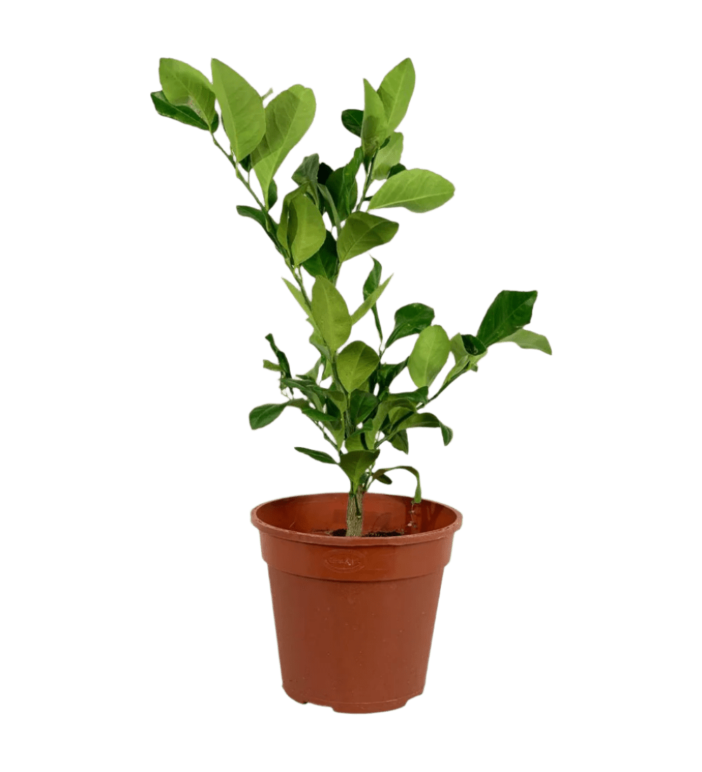 Lemon Tree (0.4m) - Potted plant - POTT - LEMO - GRW - 3578 - Tumbleweed Plants - Online Plant Delivery Singapore