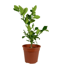 Lemon Tree (0.4m) - Potted plant - POTT - LEMO - GRW - 3578 - Tumbleweed Plants - Online Plant Delivery Singapore