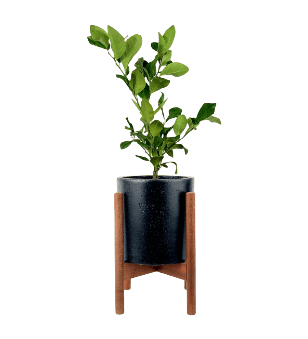 Lemon Tree (0.4m) - Potted plant - POTT - LEMO - MDC - 3576 - Tumbleweed Plants - Online Plant Delivery Singapore