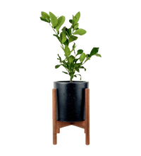 Lemon Tree (0.4m) - Potted plant - POTT - LEMO - MDC - 3576 - Tumbleweed Plants - Online Plant Delivery Singapore