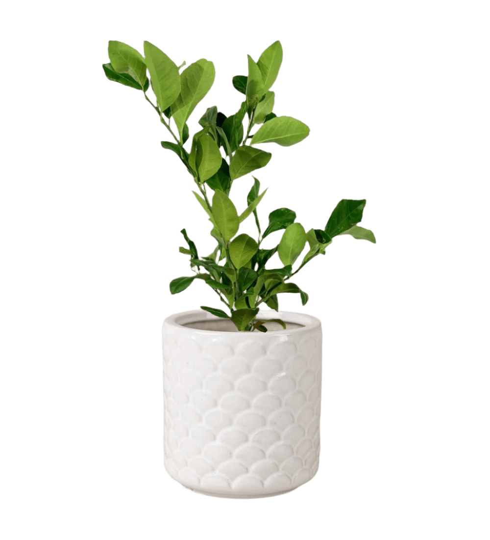 Lemon Tree (0.4m) - Potted plant - POTT - LEMO - SCL - 3575 - Tumbleweed Plants - Online Plant Delivery Singapore