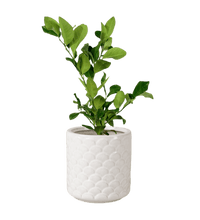 Lemon Tree (0.4m) - Potted plant - POTT - LEMO - SCL - 3575 - Tumbleweed Plants - Online Plant Delivery Singapore