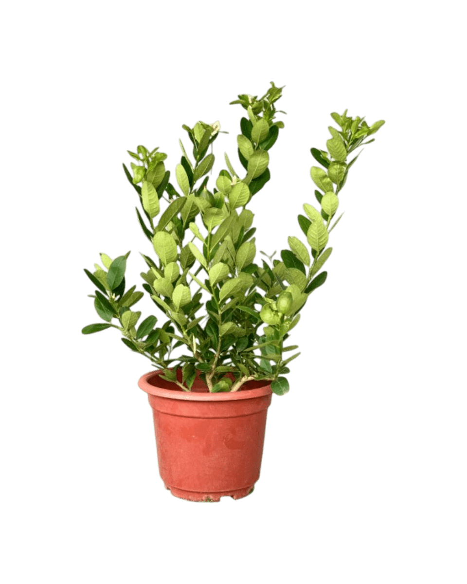 Lemon Tree (0.7 - 1.0m) - Potted plant - POTT - LEMO - GRW - 4667 - Tumbleweed Plants - Online Plant Delivery Singapore