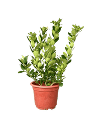 Lemon Tree (0.7 - 1.0m) - Potted plant - POTT - LEMO - GRW - 4667 - Tumbleweed Plants - Online Plant Delivery Singapore