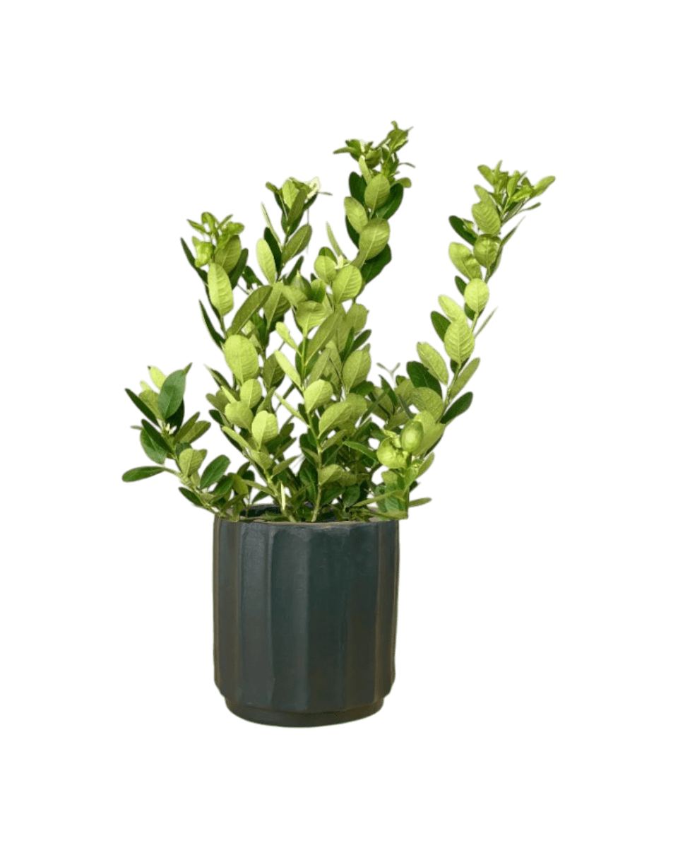 Lemon Tree (0.7 - 1.0m) - Potted plant - POTT - LEMO - MDC - 4665 - Tumbleweed Plants - Online Plant Delivery Singapore