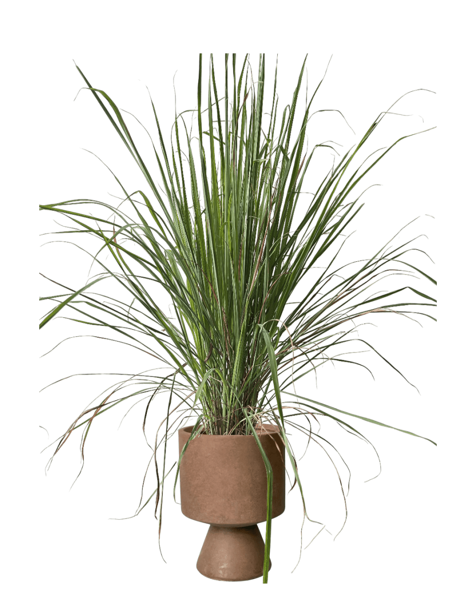 Lemongrass - Potted plant - POTT - LEMO - GRW - 7431 - Tumbleweed Plants - Online Plant Delivery Singapore