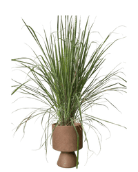 Lemongrass - Potted plant - POTT - LEMO - GRW - 7431 - Tumbleweed Plants - Online Plant Delivery Singapore