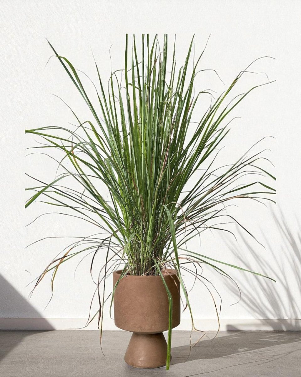 Lemongrass - Potted plant - POTT - LEMO - GRW - 7431 - Tumbleweed Plants - Online Plant Delivery Singapore
