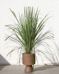 Lemongrass - Potted plant - POTT - LEMO - GRW - 7431 - Tumbleweed Plants - Online Plant Delivery Singapore