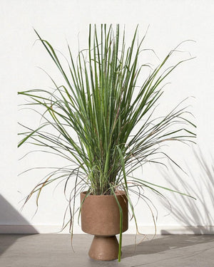 Lemongrass - Potted plant - POTT - LEMO - GRW - 7431 - Tumbleweed Plants - Online Plant Delivery Singapore