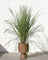 Lemongrass