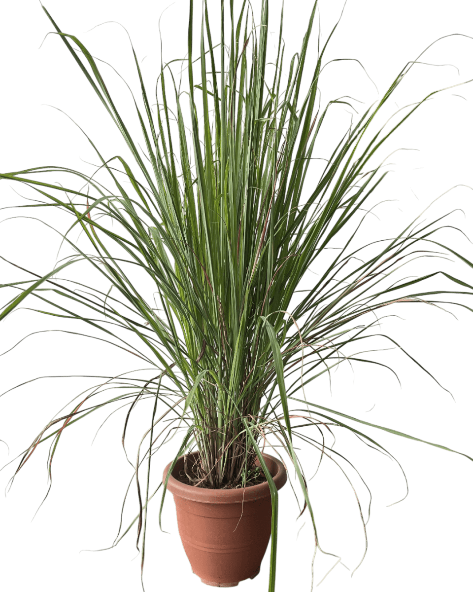 Lemongrass - Potted plant - POTT - LEMO - GRW - 7431 - Tumbleweed Plants - Online Plant Delivery Singapore
