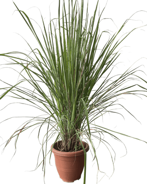 Lemongrass - Potted plant - POTT - LEMO - GRW - 7431 - Tumbleweed Plants - Online Plant Delivery Singapore