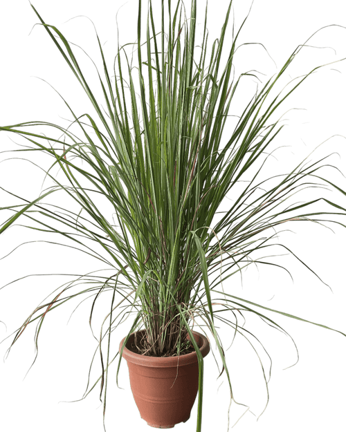 Lemongrass - Potted plant - POTT - LEMO - GRW - 7431 - Tumbleweed Plants - Online Plant Delivery Singapore