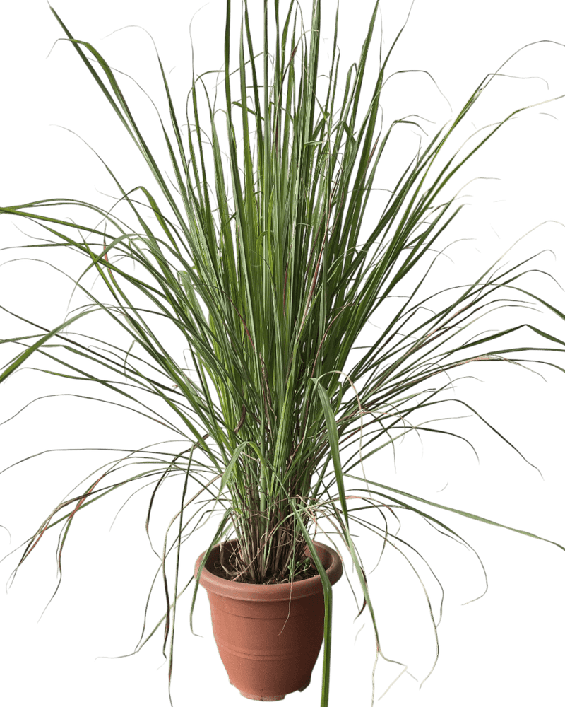 Lemongrass - Potted plant - POTT - LEMO - GRW - 7431 - Tumbleweed Plants - Online Plant Delivery Singapore