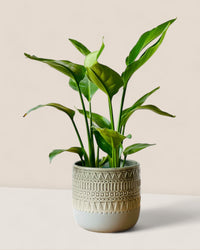 Lexie - Pots - POTS - LEXI - 6473 - Tumbleweed Plants - Online Plant Delivery Singapore