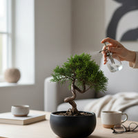 Shimpaku Bonsai