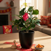 Camellia Blooms Junior