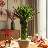 Tower of Success Lucky Bamboo (Hydroponics)