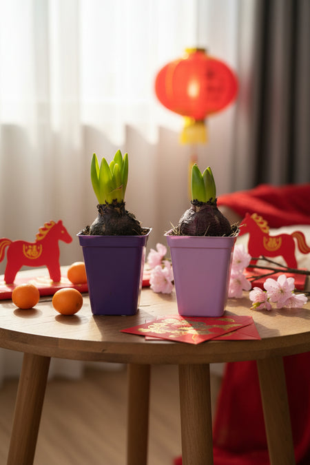 Hyacinthus Bulb (Assorted Colours) — CNY Seasonal Bloom