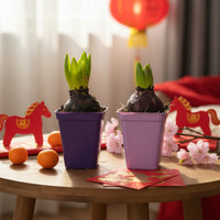 Hyacinthus Bulb (Assorted Colours) — CNY Seasonal Bloom
