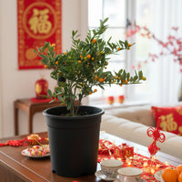 Mini-Orange Tree