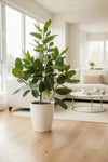 Ficus Audrey Tall