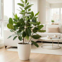 Ficus Audrey Tall
