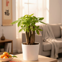 Money Tree Upright Prosperity