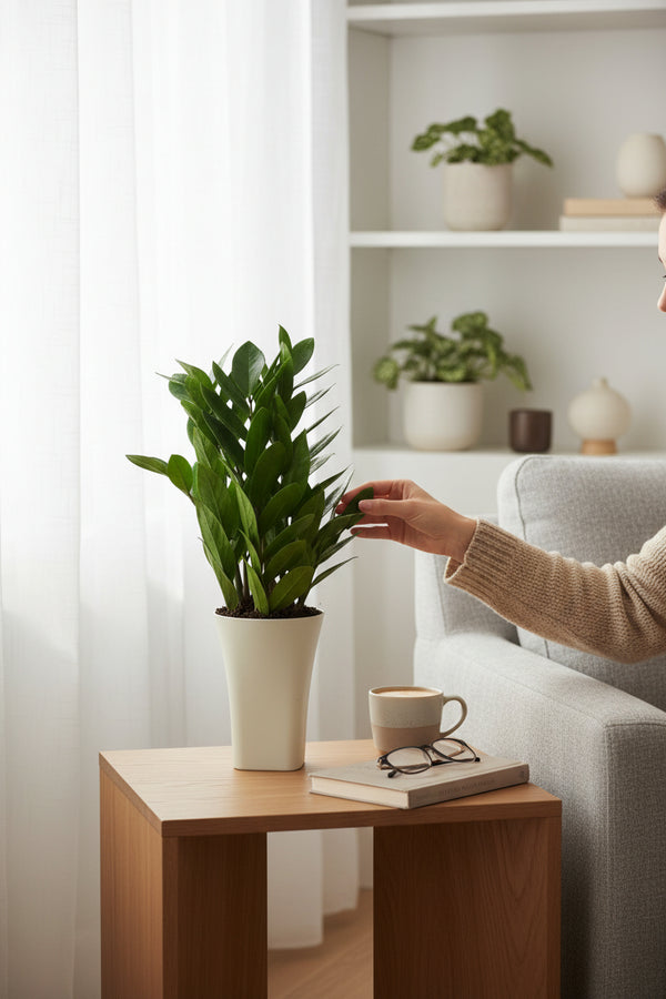 Little ZZ Plant in Self Watering Planter