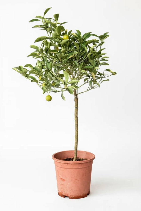 Variegated Lime Tree - Potted plant - POTT - VARI - GRW - 7388 - Tumbleweed Plants - Online Plant Delivery Singapore