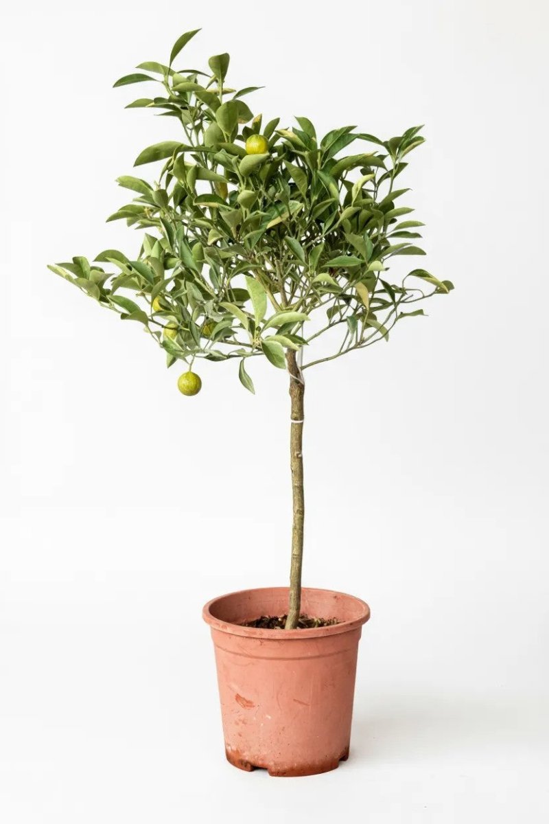 Variegated Lime Tree - Potted plant - POTT - VARI - GRW - 7388 - Tumbleweed Plants - Online Plant Delivery Singapore